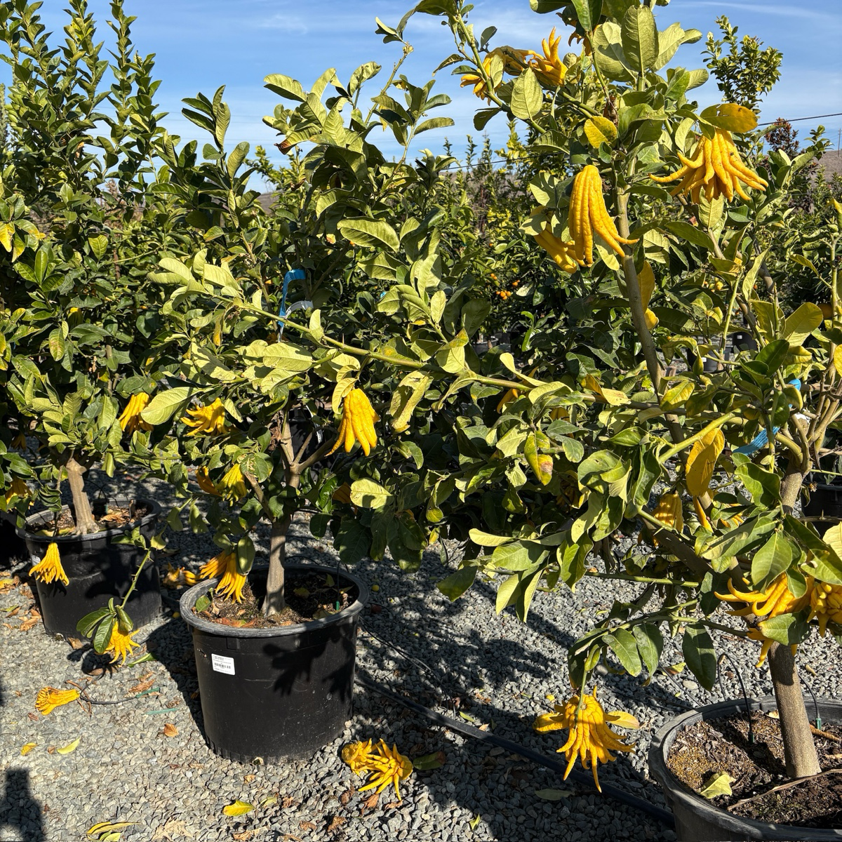 Buddha's Hand Citron