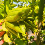 Buddha's Hand Citron