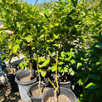 Buddha's Hand Citron