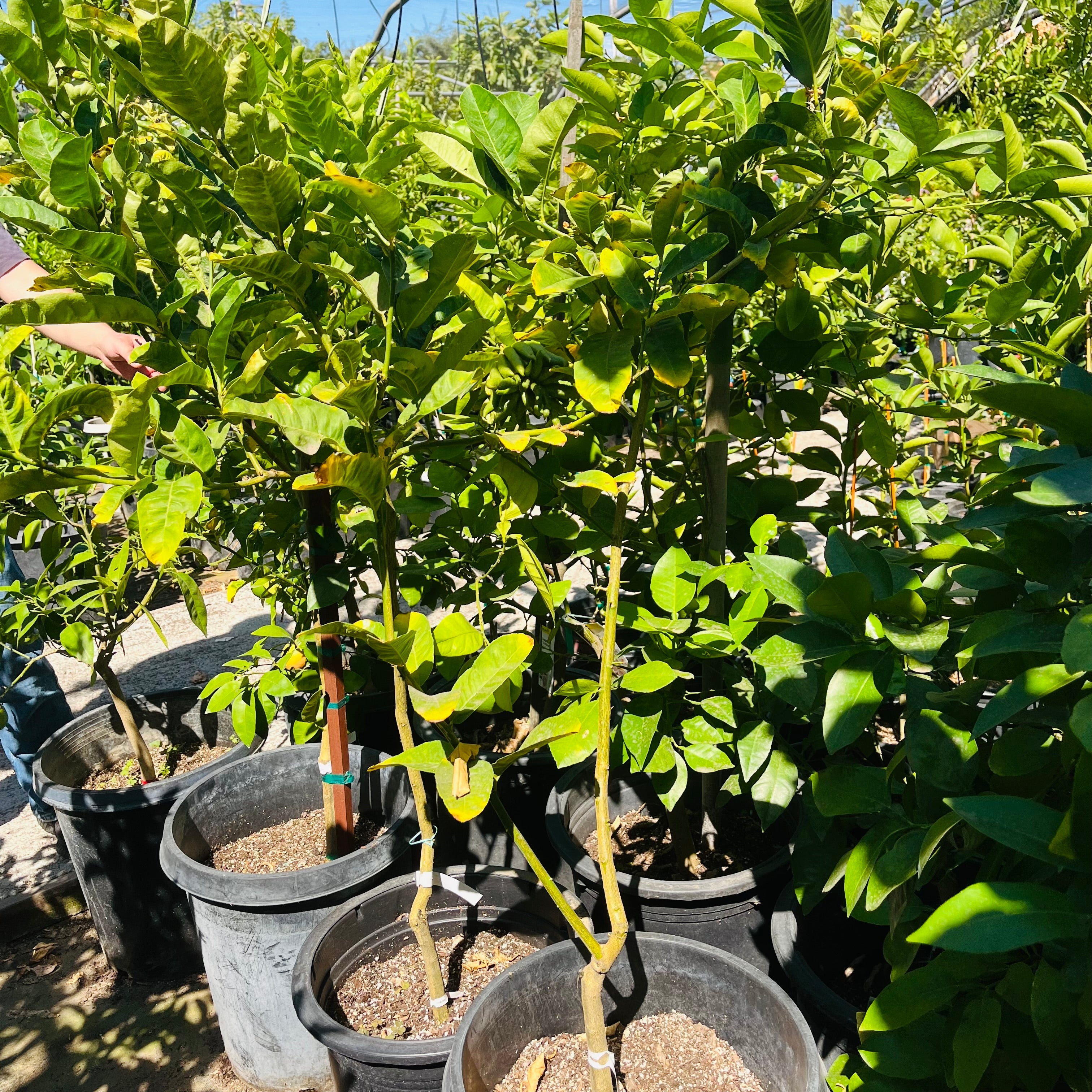 Buddha's Hand Citron