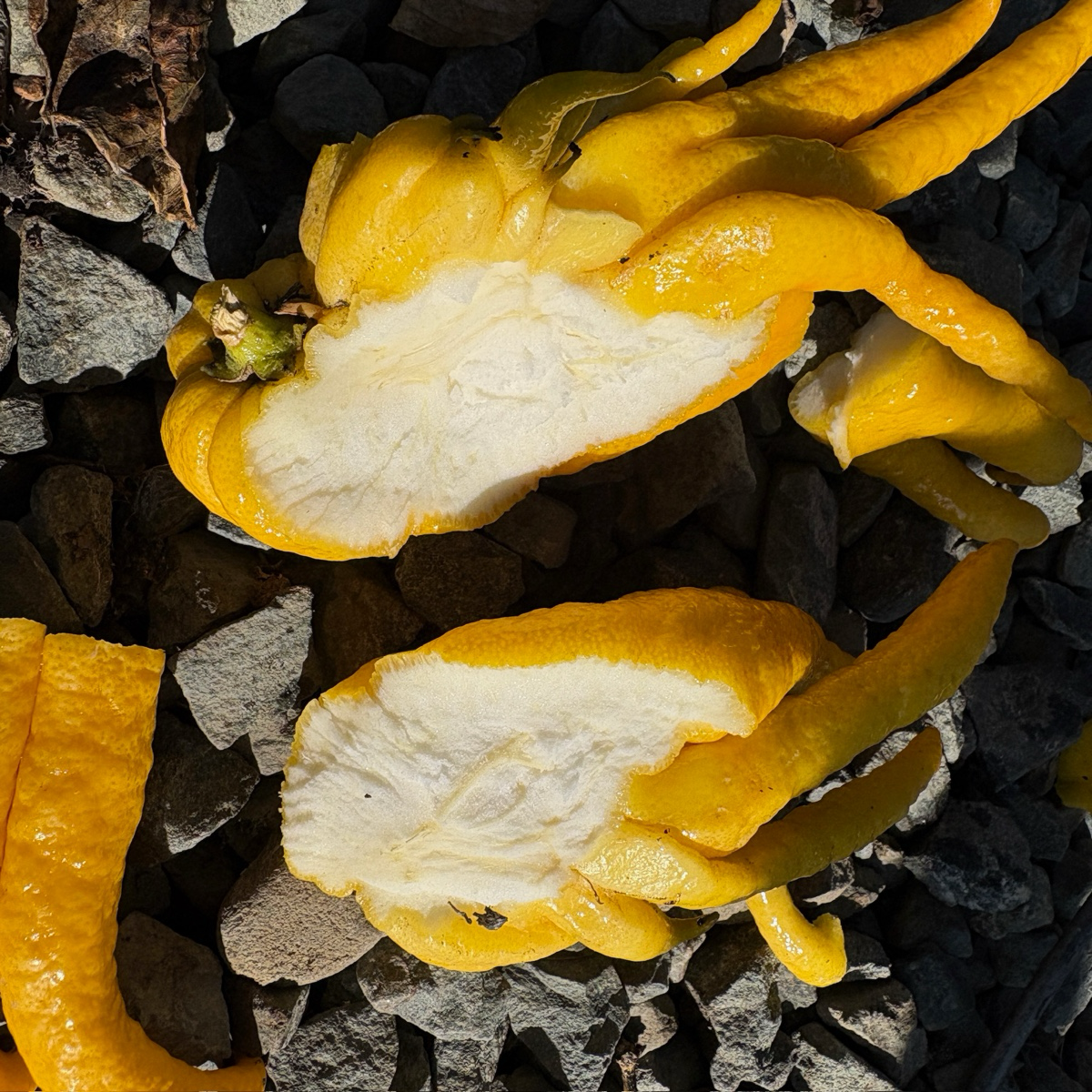 Buddha's Hand Citron