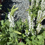 Bumblesnow Sage
