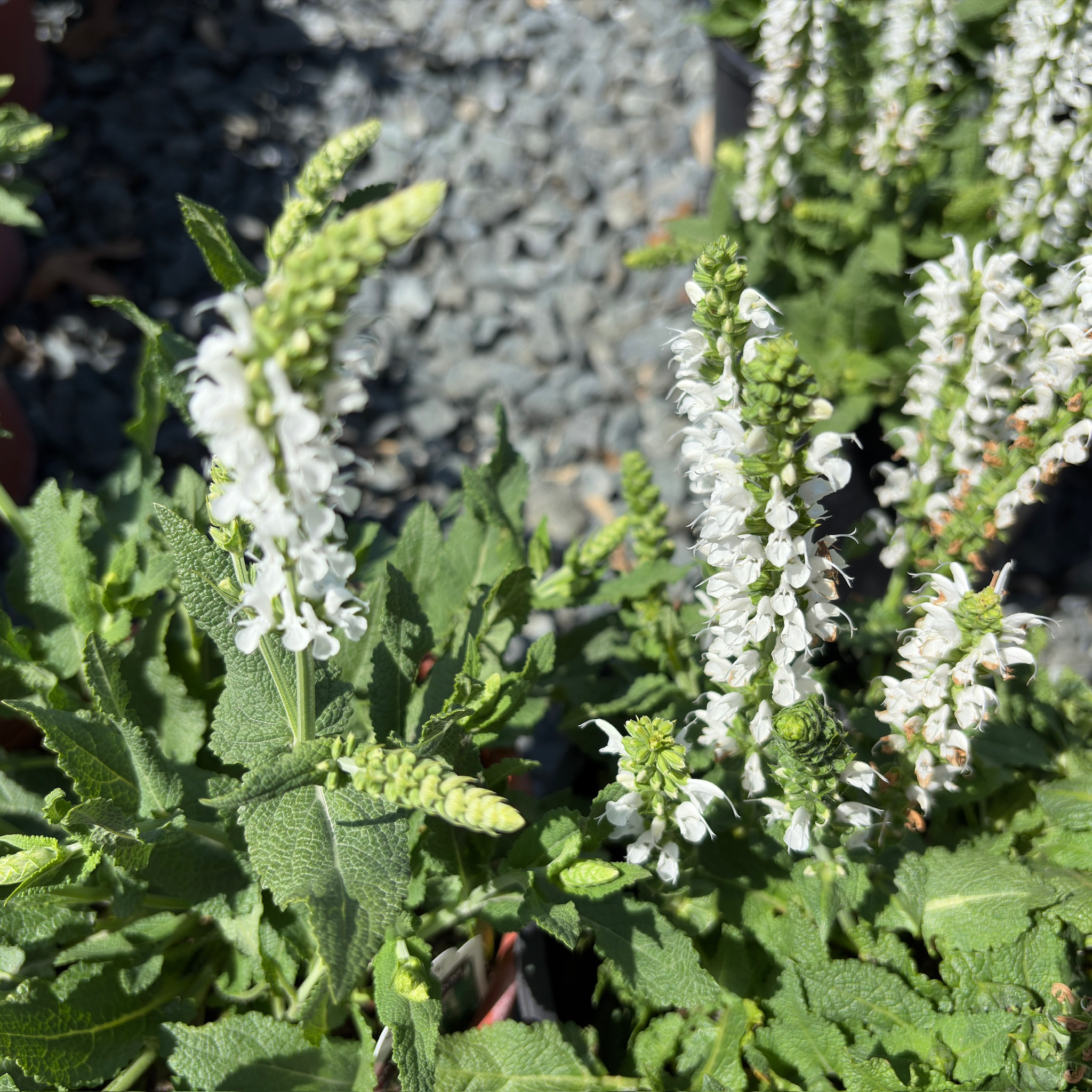 Bumblesnow Sage