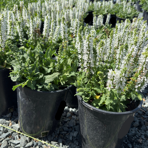 Bumblesnow Sage