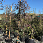 Burgundy Peppermint Willow