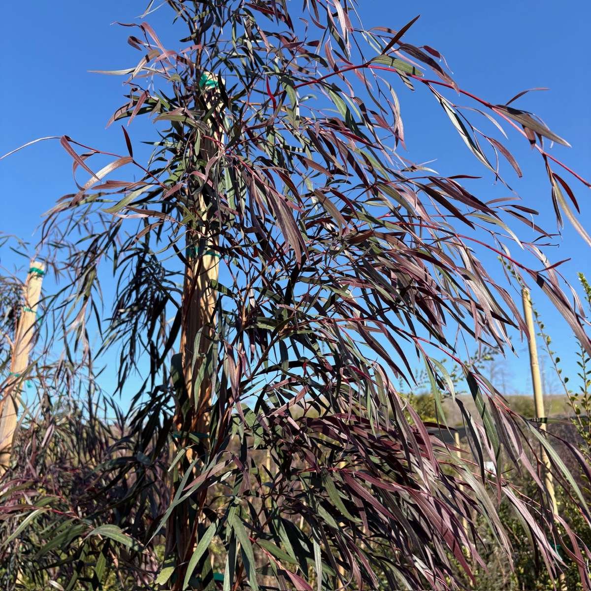 Burgundy Peppermint Willow