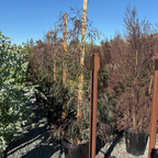 Burgundy Peppermint Willow