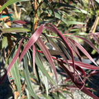 Burgundy Peppermint Willow