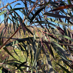 Burgundy Peppermint Willow