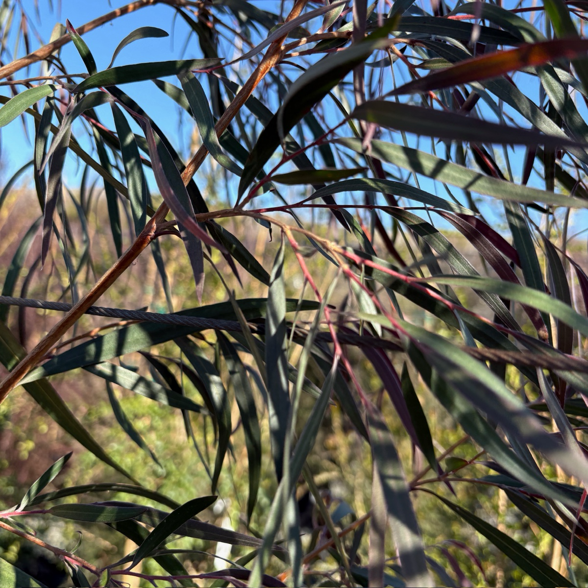 Burgundy Peppermint Willow