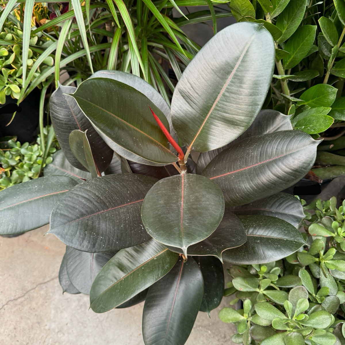 burgundy indoor plants Burgundy Rubber Plant