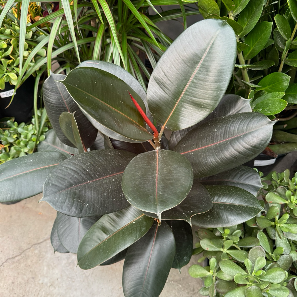 Burgundy Rubber Plant