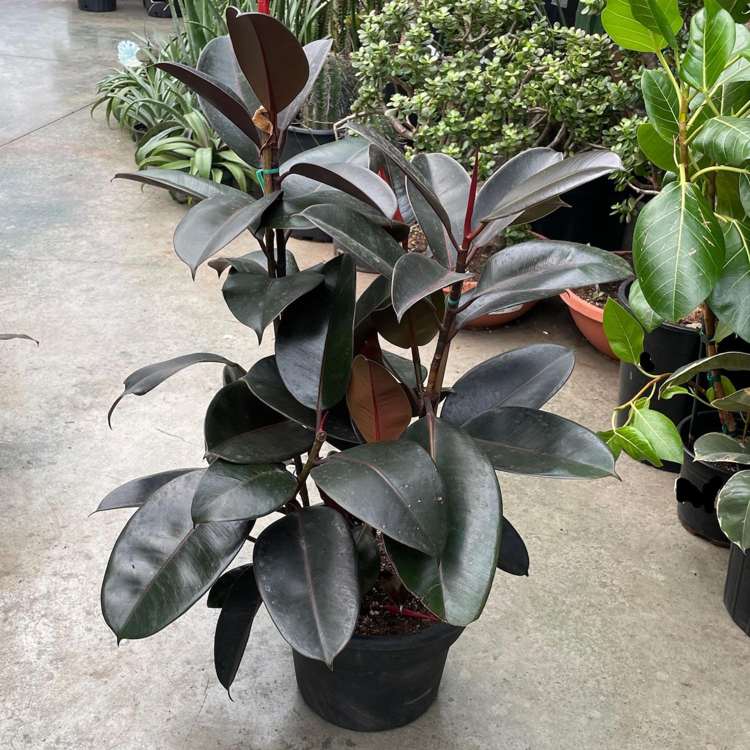 Burgundy Rubber Plant