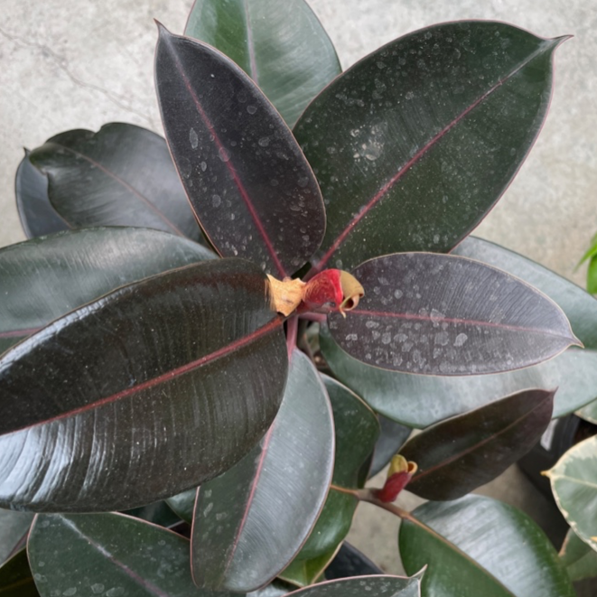 Burgundy Rubber Plant