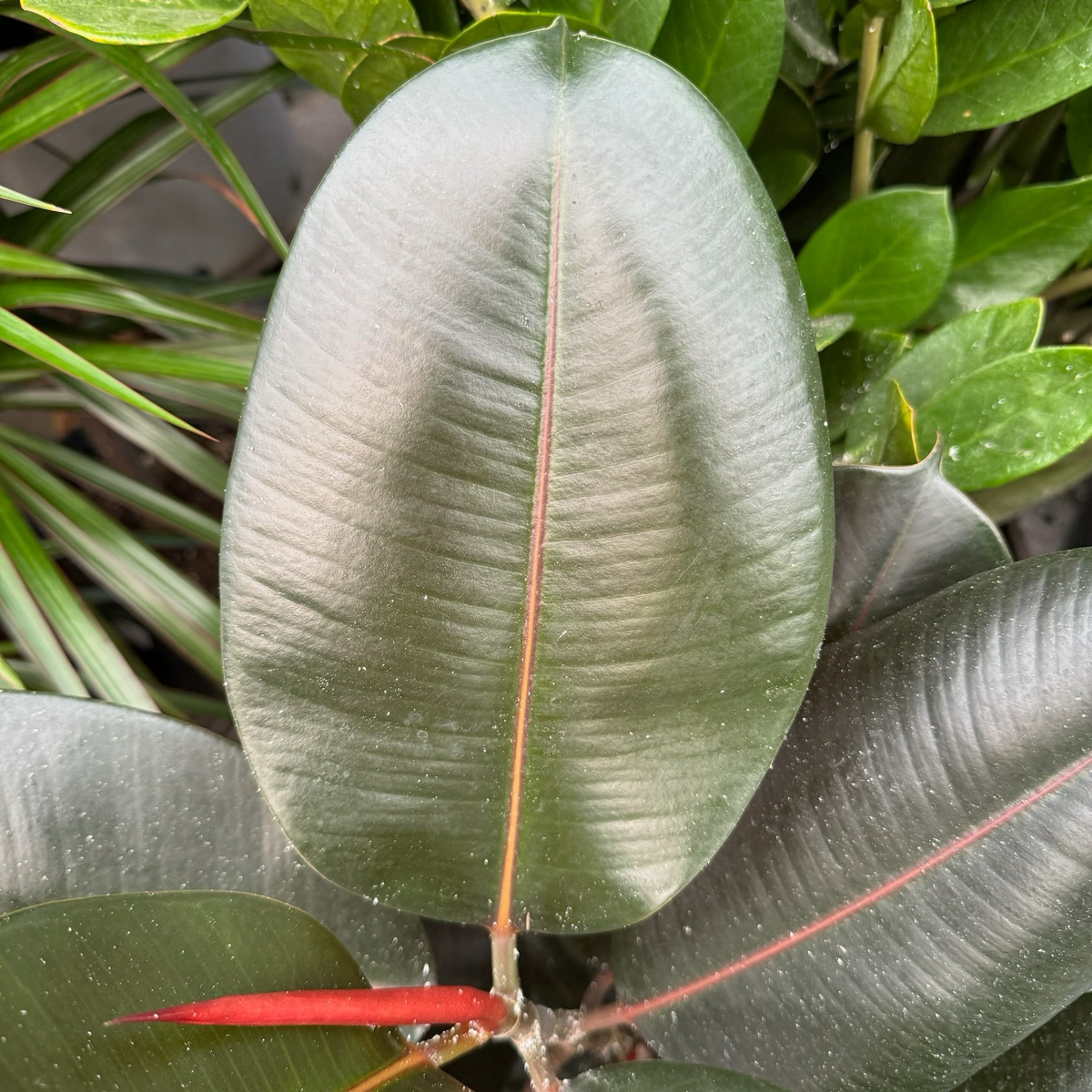 indoor burgundy rubber plant Burgundy Rubber Plant