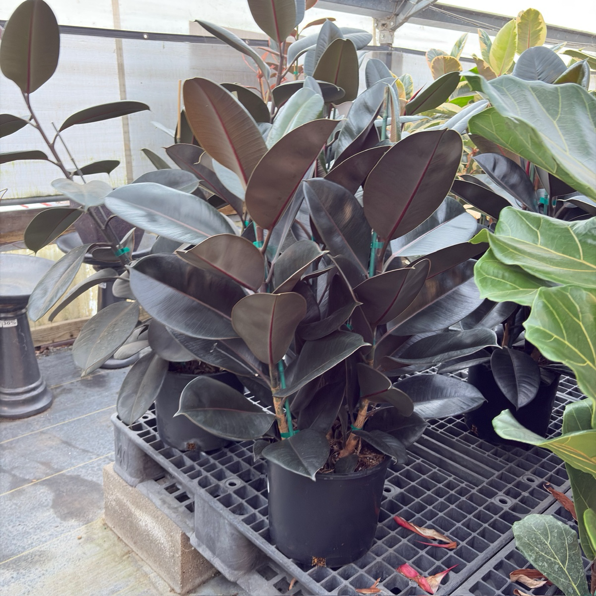 Burgundy Rubber Plant