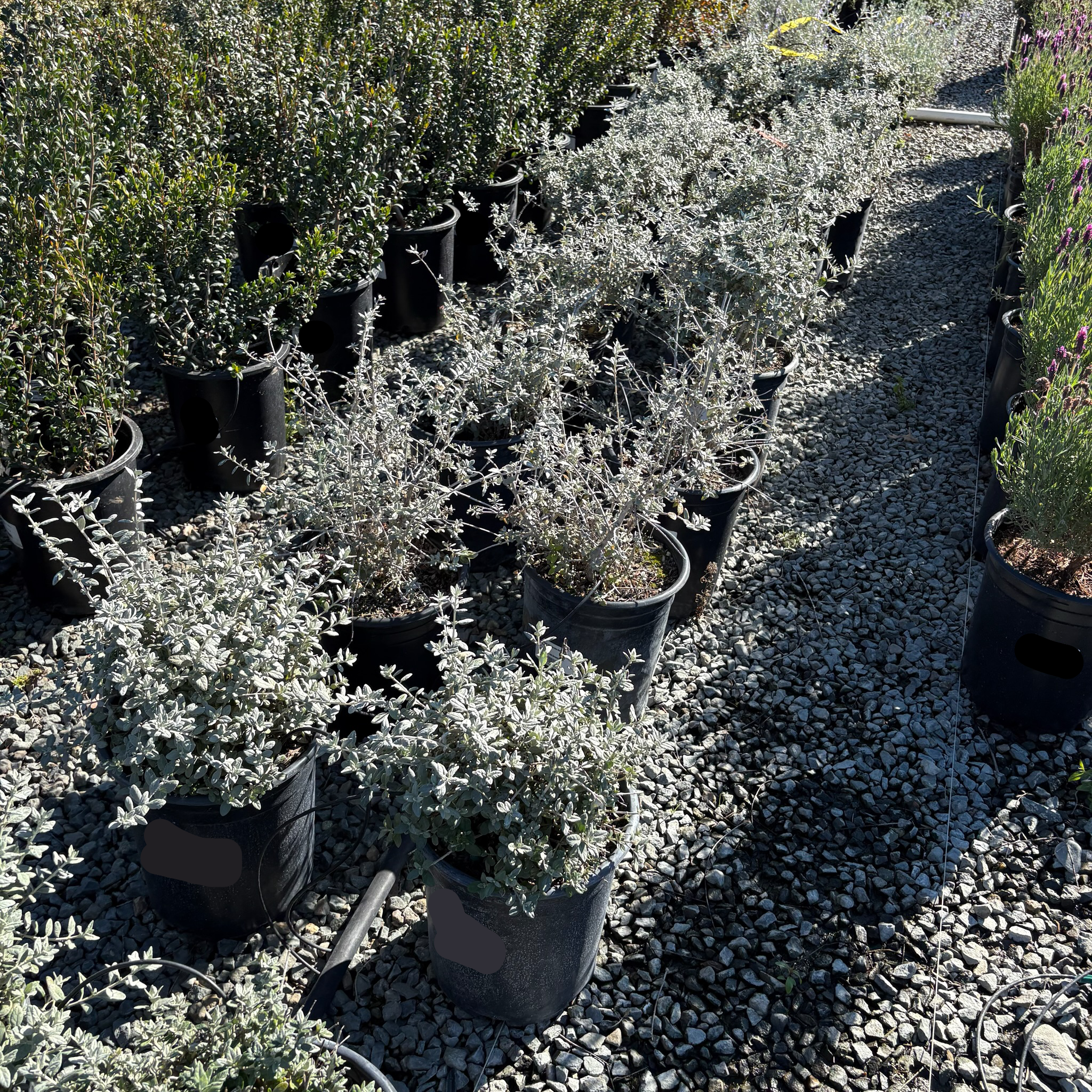 Bush Germander