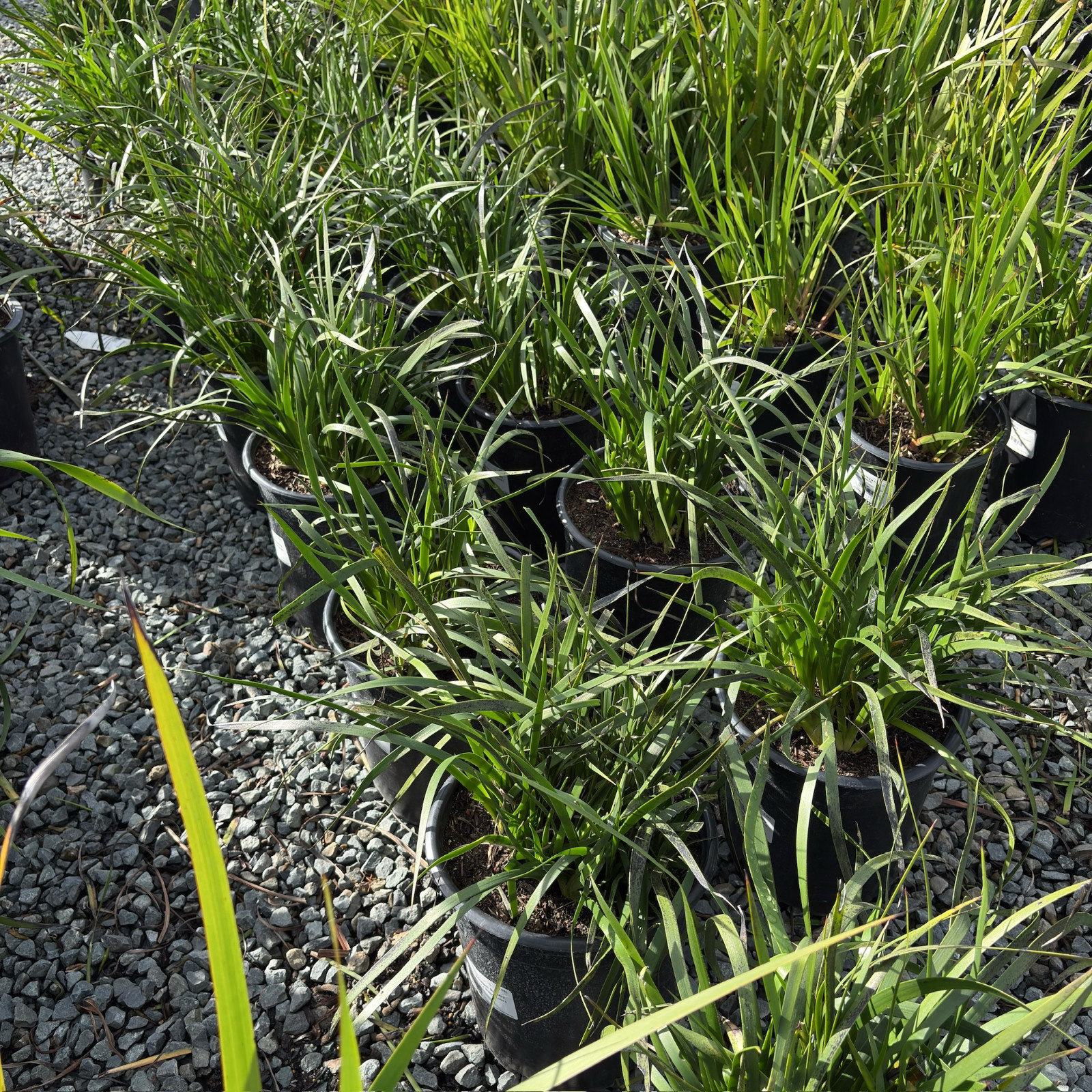 Bush Glow Kangaroo Paw