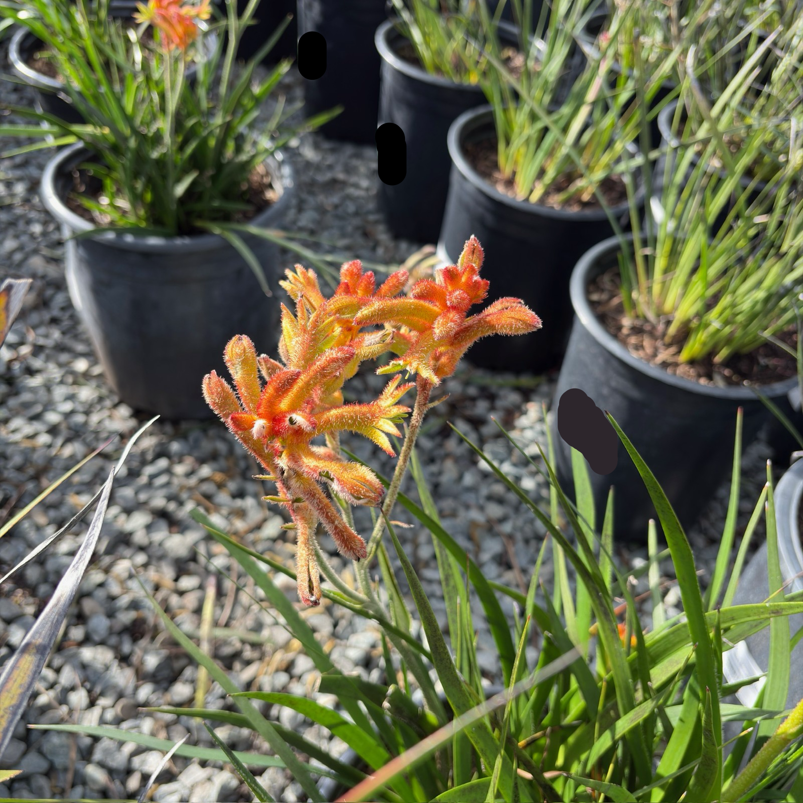 Bush Glow Kangaroo Paw