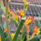 Bush Glow Kangaroo Paw