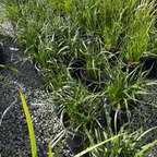Bush Glow Kangaroo Paw