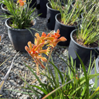 Bush Glow Kangaroo Paw