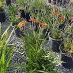 Bush Glow Kangaroo Paw