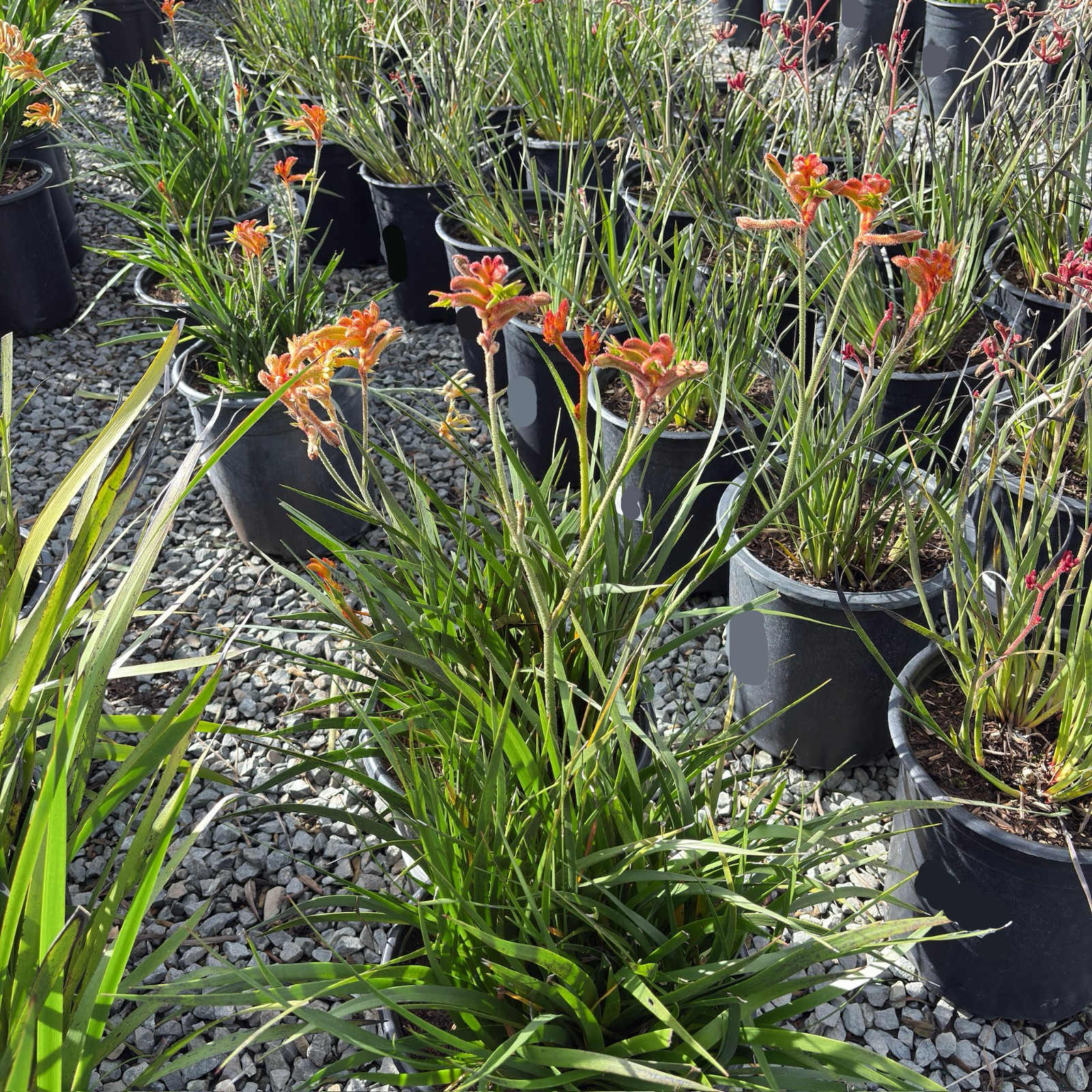 Bush Glow Kangaroo Paw