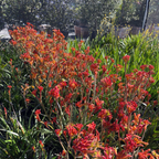 Bush Glow Kangaroo Paw