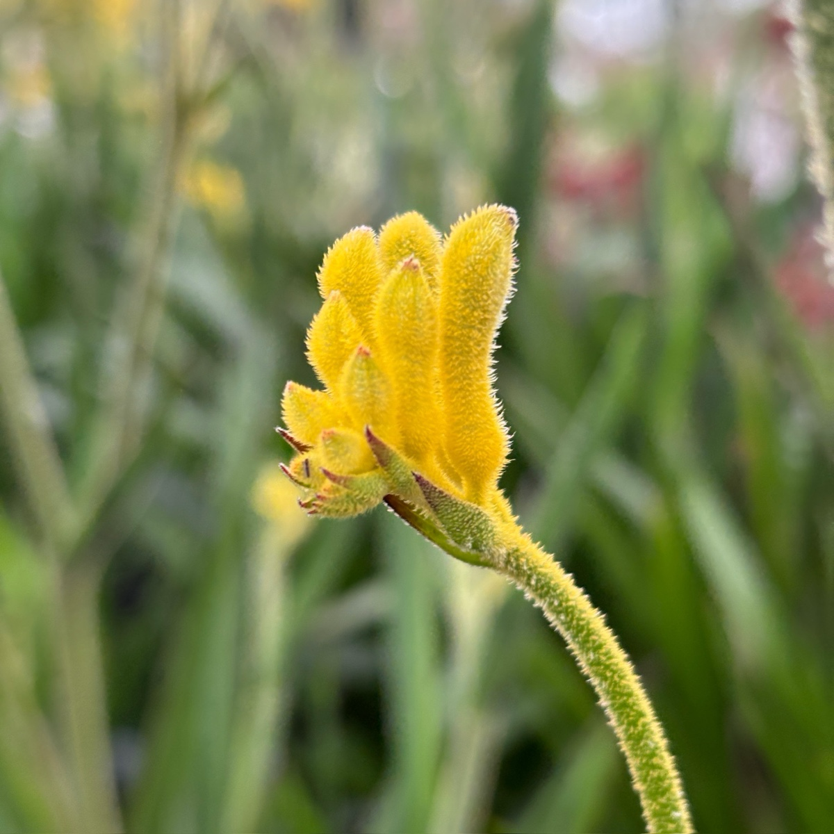 Bush Gold Kangaroo Paw