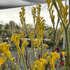 Bush Gold Kangaroo Paw