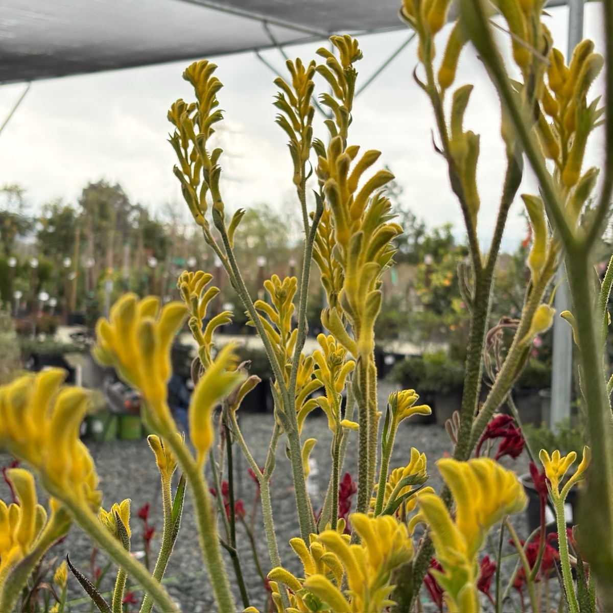 Bush Gold Kangaroo Paw