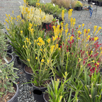 Bush Gold Kangaroo Paw