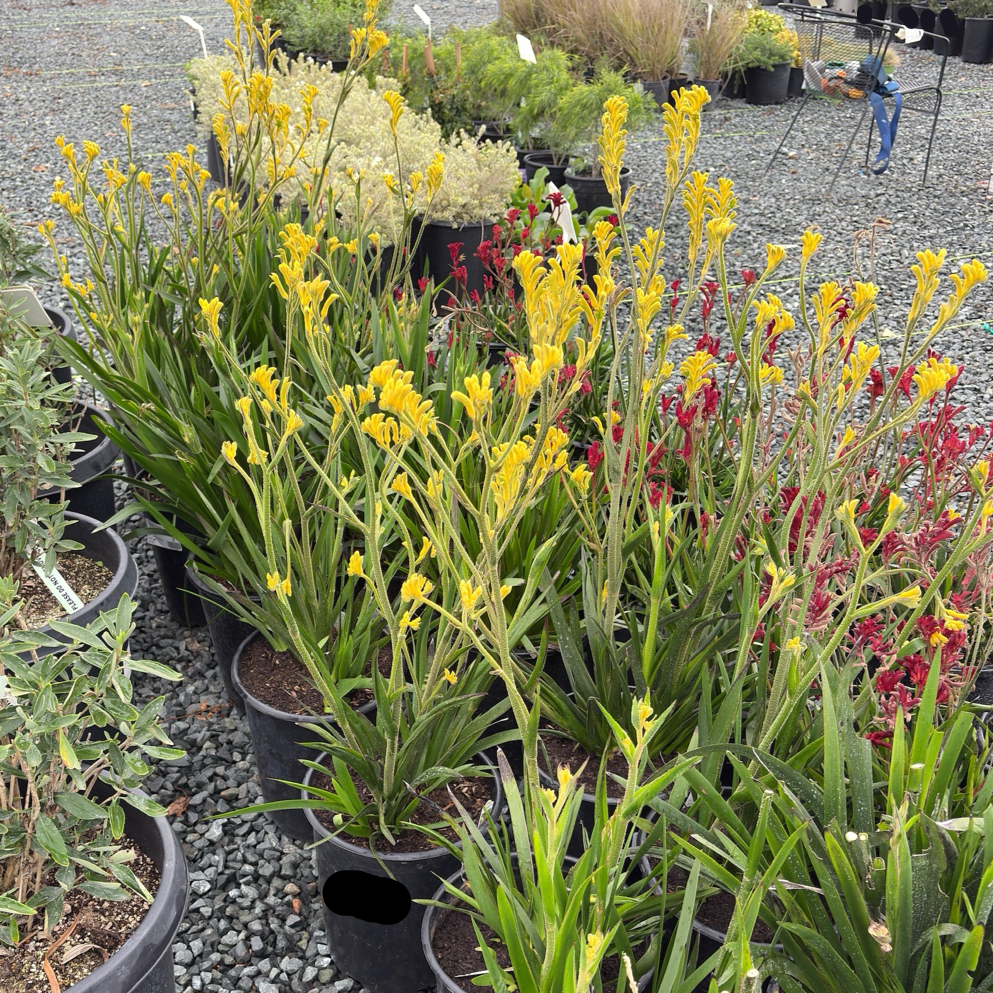 Bush Gold Kangaroo Paw