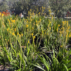 Bush Gold Kangaroo Paw