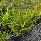 Bush Gold Kangaroo Paw