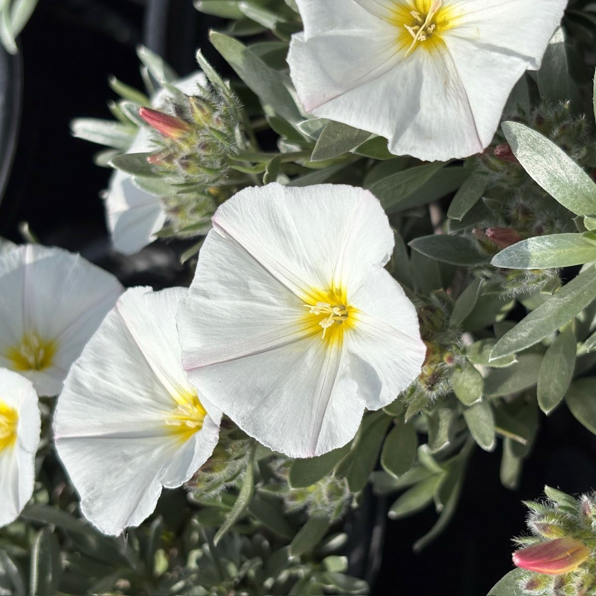 Bush Morning Glory | Silvery Foliage with White Flowers – Victory