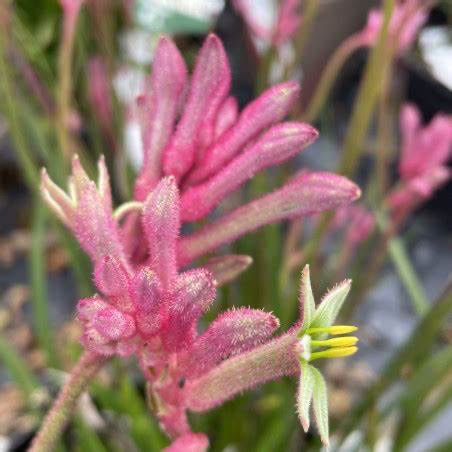Bush Princess Kangaroo Paw
