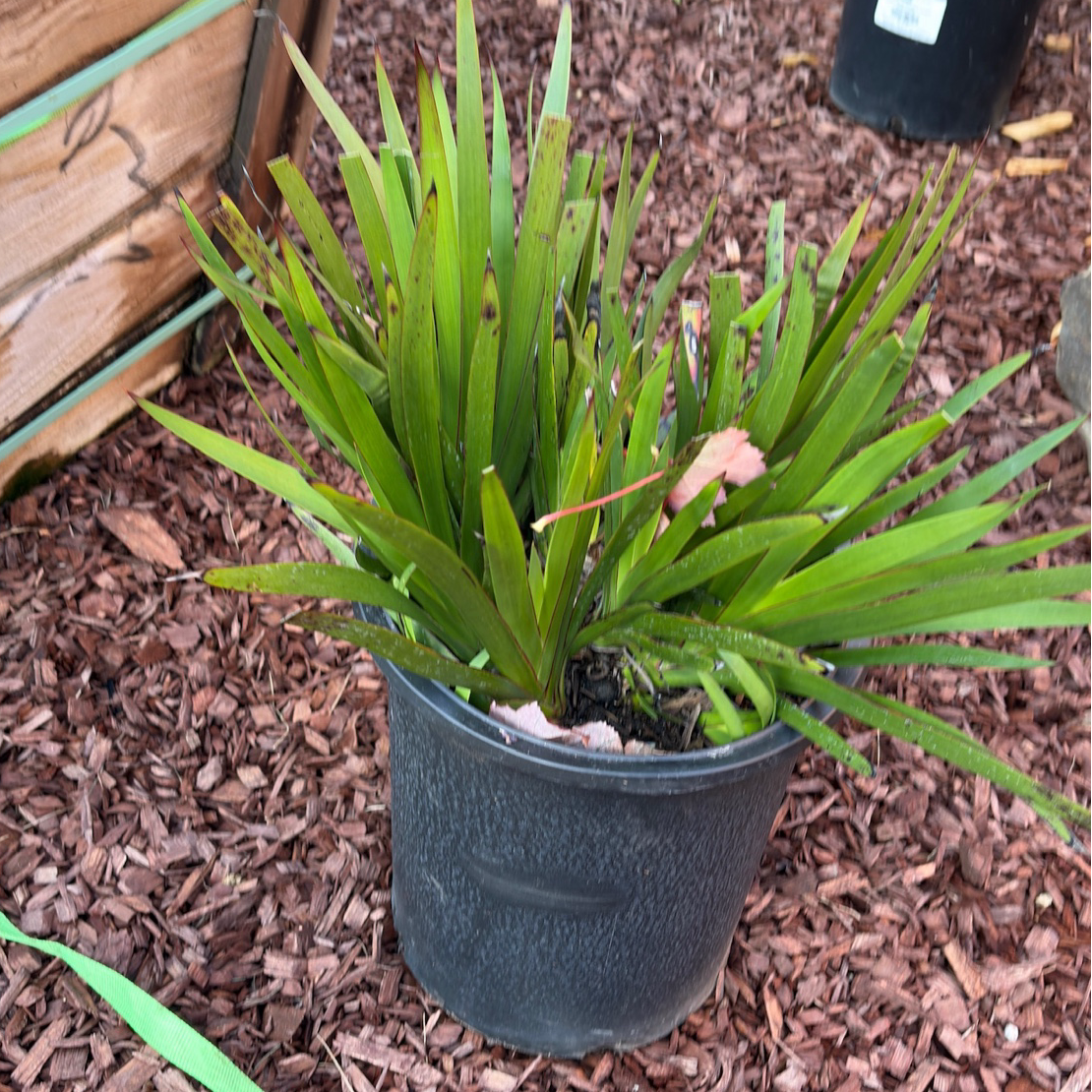 Bush Princess Kangaroo Paw