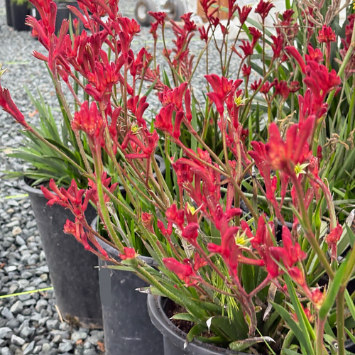 Bush Ranfer Kangaroo Paw