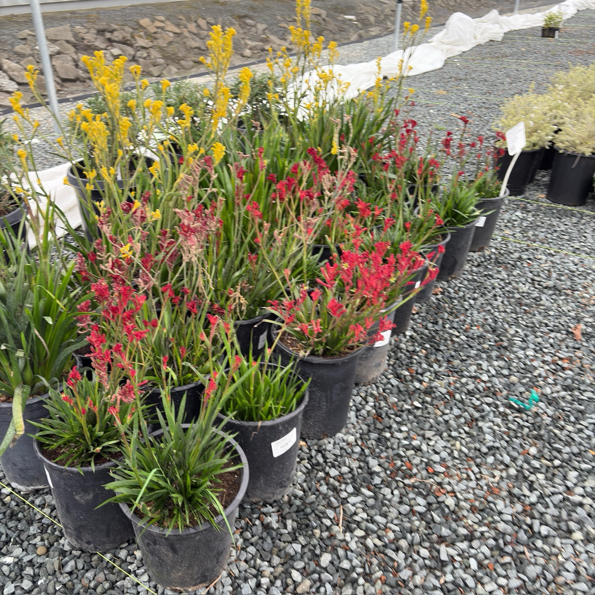 Bush Ranfer Kangaroo Paw