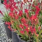 Bush Ranfer Kangaroo Paw