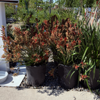 Bush Ranfer Kangaroo Paw