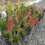 Bush Ranfer Kangaroo Paw