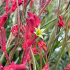 Bush Ranfer Kangaroo Paw