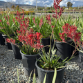 Bush Ranfer Kangaroo Paw