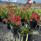 Bush Ranfer Kangaroo Paw