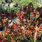 Bush Ranfer Kangaroo Paw