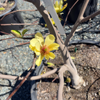Butterflies Magnolia
