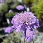 Close-up of Butterfly Blue Pincushion Flower with a blurred natural background